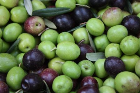 Erick Neilsen Enterprises trunk-shaking harvester in olive orchard: harvested olives in bin
